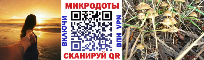закладка  Черноголовка  Псилоцибиновые грибы ЛСД 